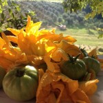 fiori di zucca biologici