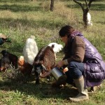 Lara e le sue caprette in fattoria