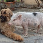 maialino in fattoria